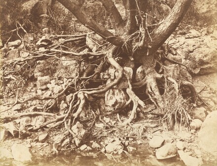 Tree with Tangle of Roots