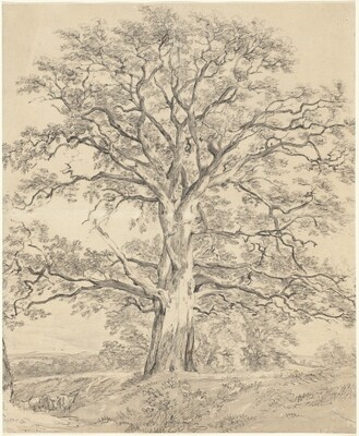 A Great Oak Tree