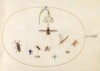 Plate 77: Hummingbird Hawk Moth with a White Flower, Blue and Green Weevils, and Other Insects