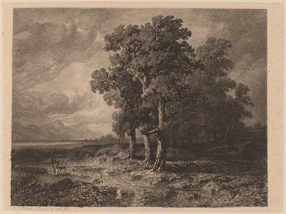 Trees in a Storm