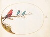 Plate 53: Three Brightly Colored Birds
