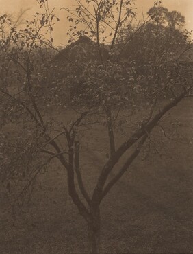 image: Plum Tree, Lake George or Rain Drops, Apple Tree