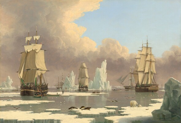 Three tall sailing ships, each with three masts and full sails, float in calm, arctic waters, surrounded by fragments of icebergs and ice floes amid a smattering of arctic animals in this horizontal landscape painting. The horizon line comes about a quarter of the way up the composition so the sails and rigging of the ships are shown against the sky. The clouds have ivory tops and lavender-purple undersides, and they curve in a C-shaped bank to cover most of the left half of the painting and to span the horizon. The three ships closest to us are spaced evenly across the composition, with the left-most the closest, and therefore the largest. The ship to our right is set a bit farther back, and the center ship is the farthest away. A rowboat holding several men has pulled alongside the boat to our left, and more men haul massive slabs of whale blubber up the side of the ship. Others walk on an ice floe nearby. Close inspection reveals more rowboats around and beyond these ships, and several more ships fading into the hazy distance along the horizon. Jagged edged chunks of icebergs as tall as the ships float around them. Closer to us, a trio of seals sits on an ice floe near the lower center of the composition, and a polar bear stands nose to nose with a cub to our right. Two narwhal whales with long tusks break the surface of the water between us and the ships, as does a whale’s tail near the boat to our right. Two walruses with long tusks sit on a floe near the center ship. A couple dozen birds, many white with black wing tips, fly low over the surface of the water across the painting.