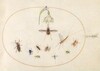 Plate 77: Dotted Bee Fly with a White Flower, a Mayfly,  a Blue Weevil, and Other Insects
