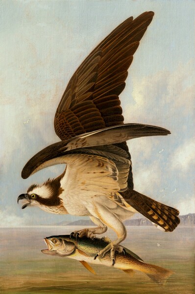 A bird in flight with its hooked beak wide open, wings held high, holds a shimmering green and white fish in its talons in this vertical painting. The bird and fish fill the composition against a pale, hazy landscape. Both animals face our left in profile. The bird’s raised wings are dark brown, and the feathers on the underside of its left wing, closer to us, are cream white. Its tail is fanned and the feathers are striped with golden yellow against dark brown. The bird surges forward, to our left, its head low. The yellow eye we see is round and clear, and its dark beak curves to a sharp point over its protruding tongue. The head is striped with cream and brown, creating a mask-like effect. Powerful talons grip the fish, whose tail still dips in the water below. The fish’s mouth gapes and its eye, which is yellow around a black iris, is wide open in the gray and silver head. The top of the fish’s body is iridescent emerald green that fades to tan and parchment yellow along its belly. Light and dark speckles create a dotted pattern along the fish’s length. The body of water meets the horizon about a quarter of the way up the composition. The surface of the water is painted in sage green, golden tan, and pale pink. Cliffs in the distance are soft mauve purple under an aqua-blue sky filled with billowing clouds. White birds with black wingtips fly over the water in the distance.