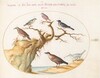 Plate 63: Six Small Birds, Including a Bluethroat and a Cuckoo(?)