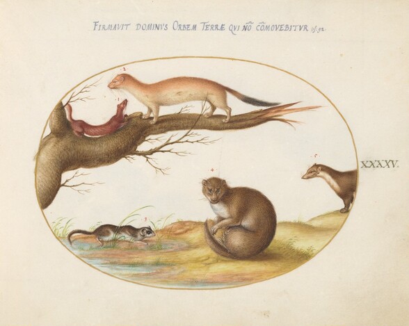 Plate 45: Weasels, a Ferret, and a Nut Mouse
