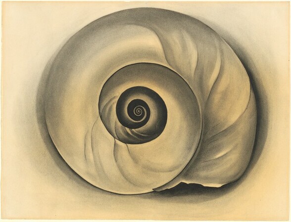 Drawn with charcoal on parchment-white paper, the tightly coiled spiral of a shark eye shell nearly fills this rectangular drawing. The jagged opening of the shell is at the lower right, and the shell curves up and to our left, counterclockwise, into a tight spiral at the center. The wider planes of the outer layers are shaded silvery gray, and they darken to black at the center. A thin shadow is suggested by a soft rim of charcoal around the edges of the shell.