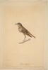 Hermit Thrush