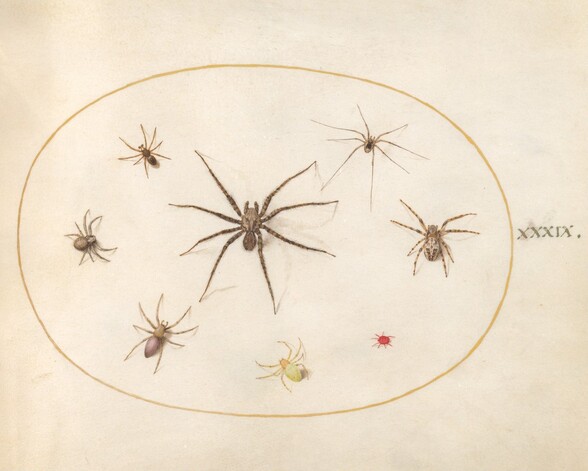 Plate 39: Eight Spiders