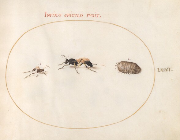 Plate 71: Two Wasps and a Pill Bug