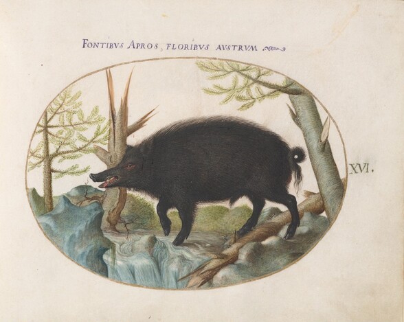 Plate 16: Wild Boar