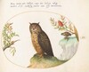 Plate 54: An Owl, with a Second in the Distance Eating a Rabbit