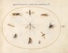 Plate 60: Flies and Other Insects