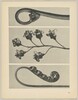 a Polypodium vulgare; b Ribes nigrum; c Pteridium aquilinum