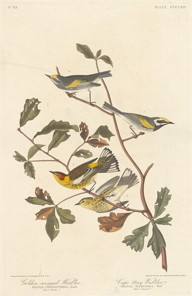 Golden-winged Warbler and Cape May Warbler