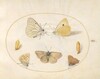 Plate 16: Black-Veined White, Clouded Yellow, Black Hairstreak(?) and Geranium Argus(?) Butterflies with Two Chrysalides