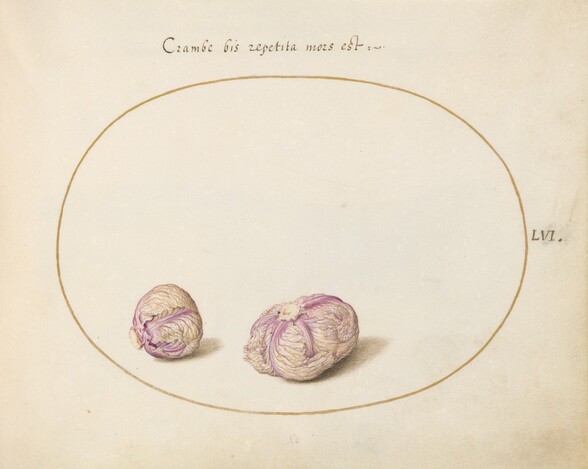 Plate 56: Two Heads of Cabbage