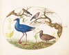 Plate 21: Swamp Hen and Woodcock with a Streaked Rosefinch, a Finch, and Oak Galls