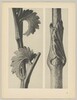 a Sanguisorba canadensis; b Vincetoxicum fuscatum
