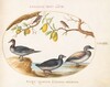 Plate 37: Three Waterfowl with Two Birds Perched in Citrus Trees