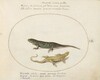 Plate 52: Two Sand Lizards