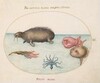 Plate 3: A Walrus, a Nine-Legged Octopus, and Ocean Sunfish