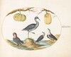 Plate 44: Godwit(?) and Sandpipers with Two Gourds