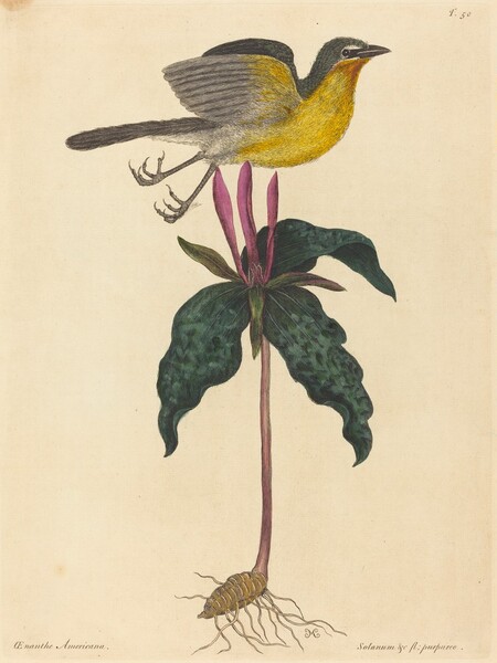 The Yellow-breasted Chat