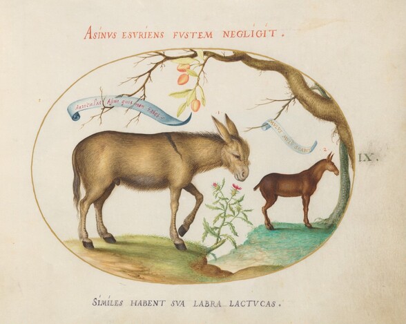 Plate 9: A Donkey and a Mule