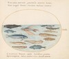 Plate 22: Mullet, Flying Fish, Eels, and Other Fish