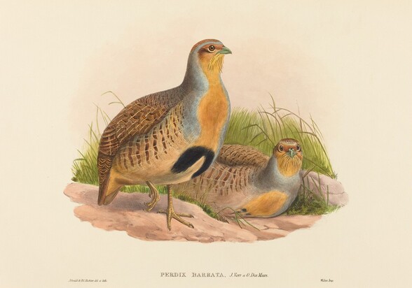 Perdix barbata (Daurian Partridge)