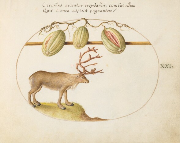 Plate 21: Reindeer with Melons