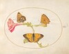 Plate 10: Brown Hairstreak, Silver-Washed Fritillary, and Clouded Yellow Butterflies on a Four-o'-Clock Flower