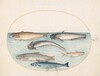 Plate 5: Three Catfish, a Salmon, and Two Other Fish