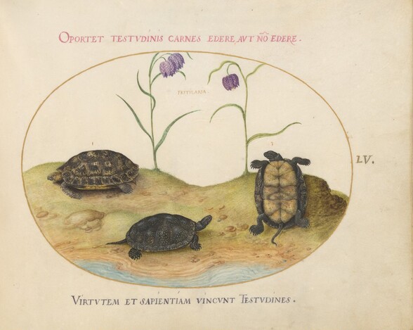 Plate 55: Three Turtles and Two Fritillaria