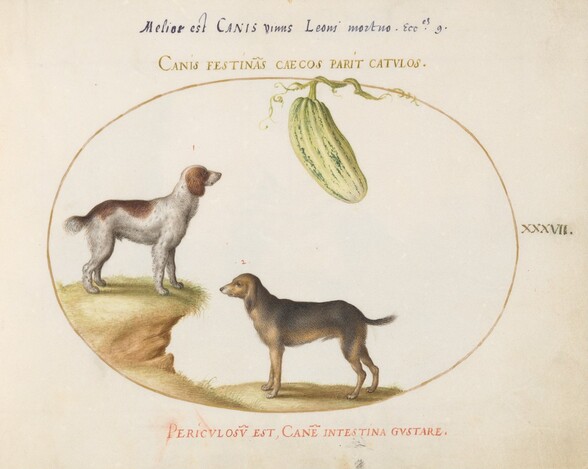 Plate 37: Two Spaniels with a Gourd