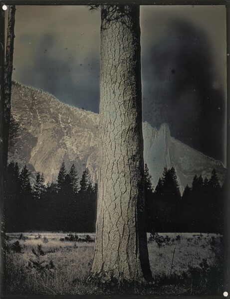 Sugar Pine Tree, Yosemite, CA, April 2, 2012
