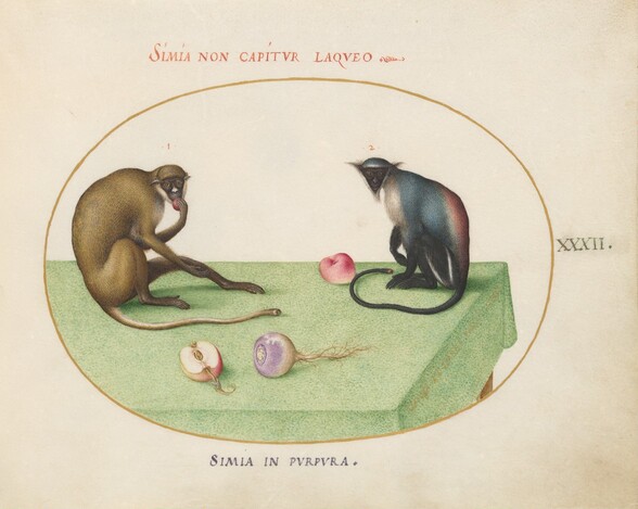 Plate 32: Two Monkeys on a Table