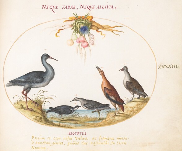 Plate 43: Sandpipers and Other Shore Birds Admiring a Garland of Flowers