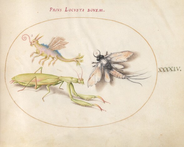 Plate 44: Mantis, Mayfly, and a Fictional Locust
