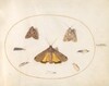 Plate 28: Eight Moths, Including a Large Yellow Underwing and Grey Dagger