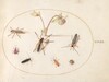 Plate 76: Insects with a Pink and Cream Columbine