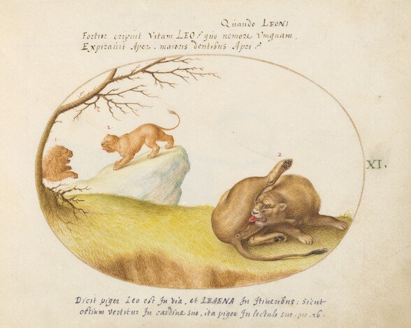 Plate 11: A Lioness with Two Lions in the Background
