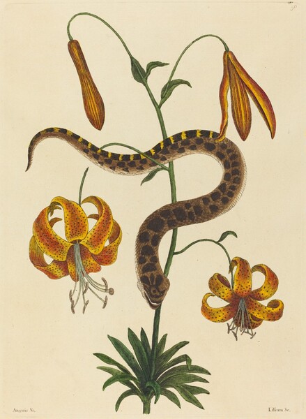 The Hog-nose Snake (Boa contortrix)