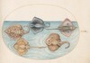 Plate 29: Homelyn Ray and Four Other Rays or Skates