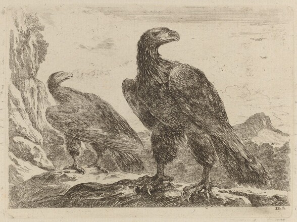 Two Eagles, Both with Heads Turned to the Right