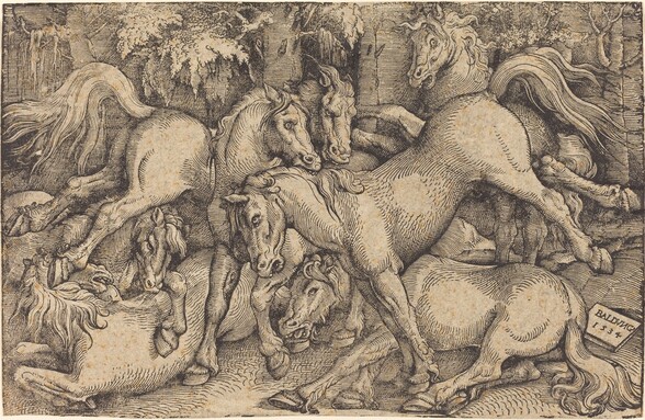 Group of Seven Horses in Woods