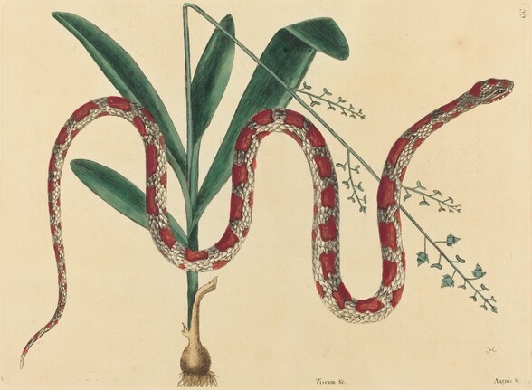 The Corn Snake (Coluber fulvius?)