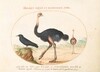 Plate 1: Two Ostriches and a Starling